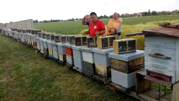 Помор пчела у Кљајићеву